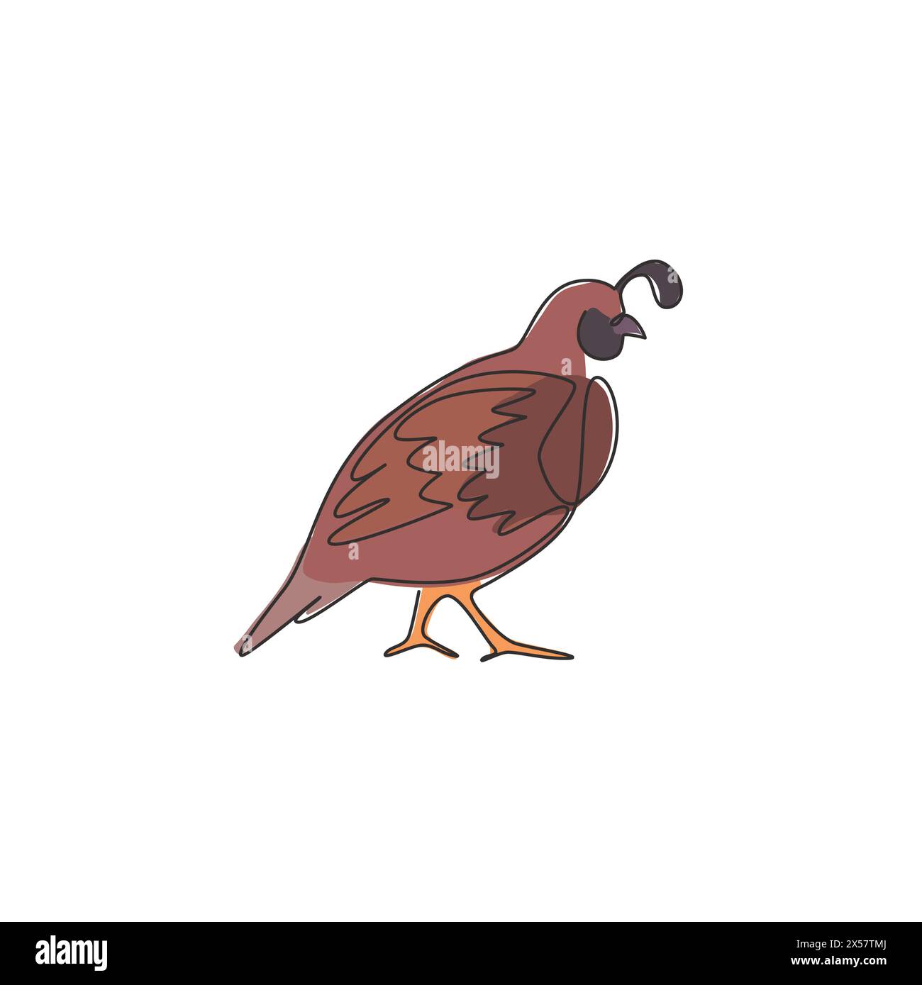 Un dessin simple ligne de caille de vallée drôle pour l'identité de logo. Concept de mascotte d'oiseau de caille de Californie pour l'icône du parc national de conservation. Moderne, suite Illustration de Vecteur