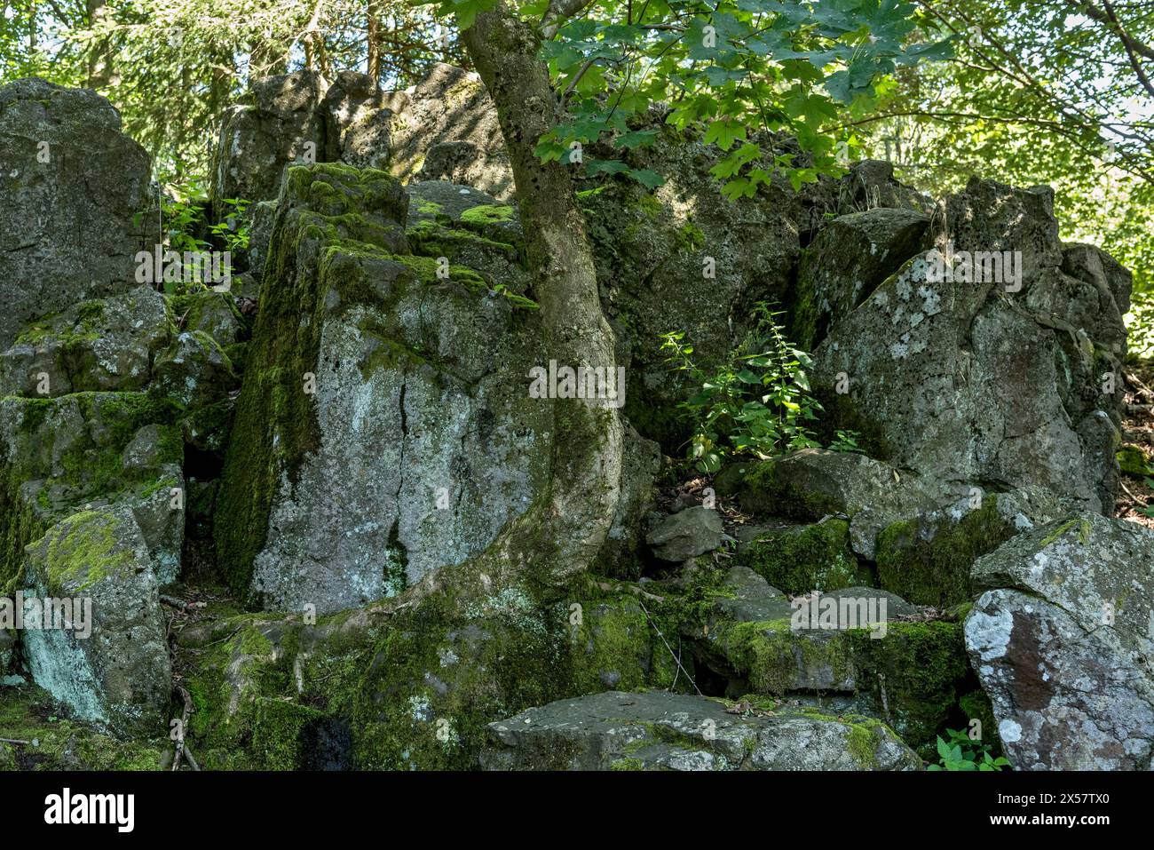 Roches basaltiques volcaniques, basanite, sommet de la montagne Hoherodskopf, volcan tertiaire, Schotten, Parc naturel de la région volcanique de Vogelsberg, Hesse Banque D'Images