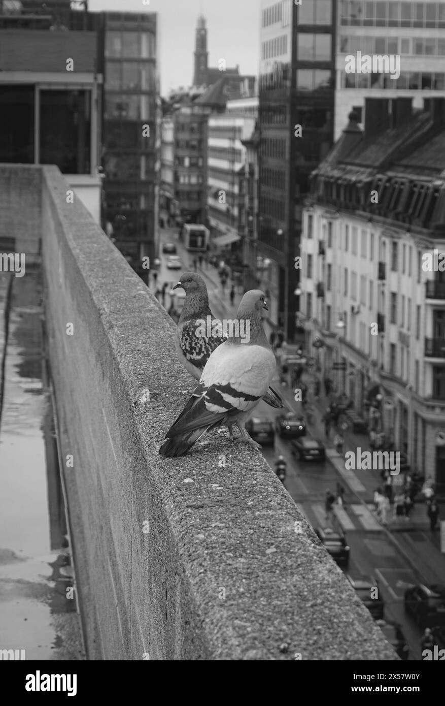 gros plan sur le mur de deux pigeons au sommet du bâtiment de la ville Banque D'Images