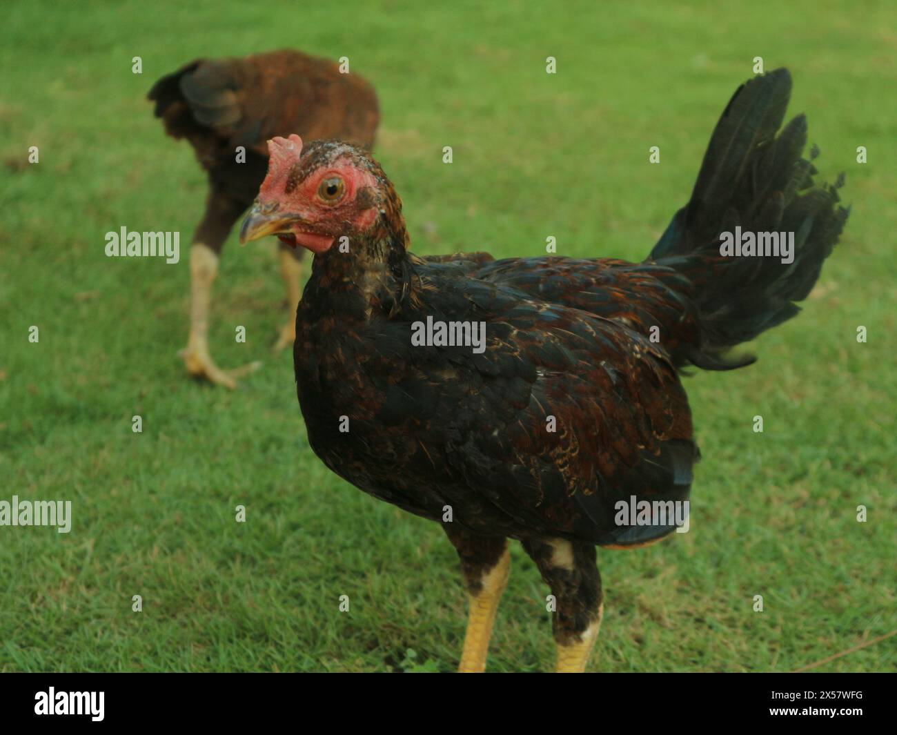 De près, le poulet mâle local est rouge et noir Banque D'Images