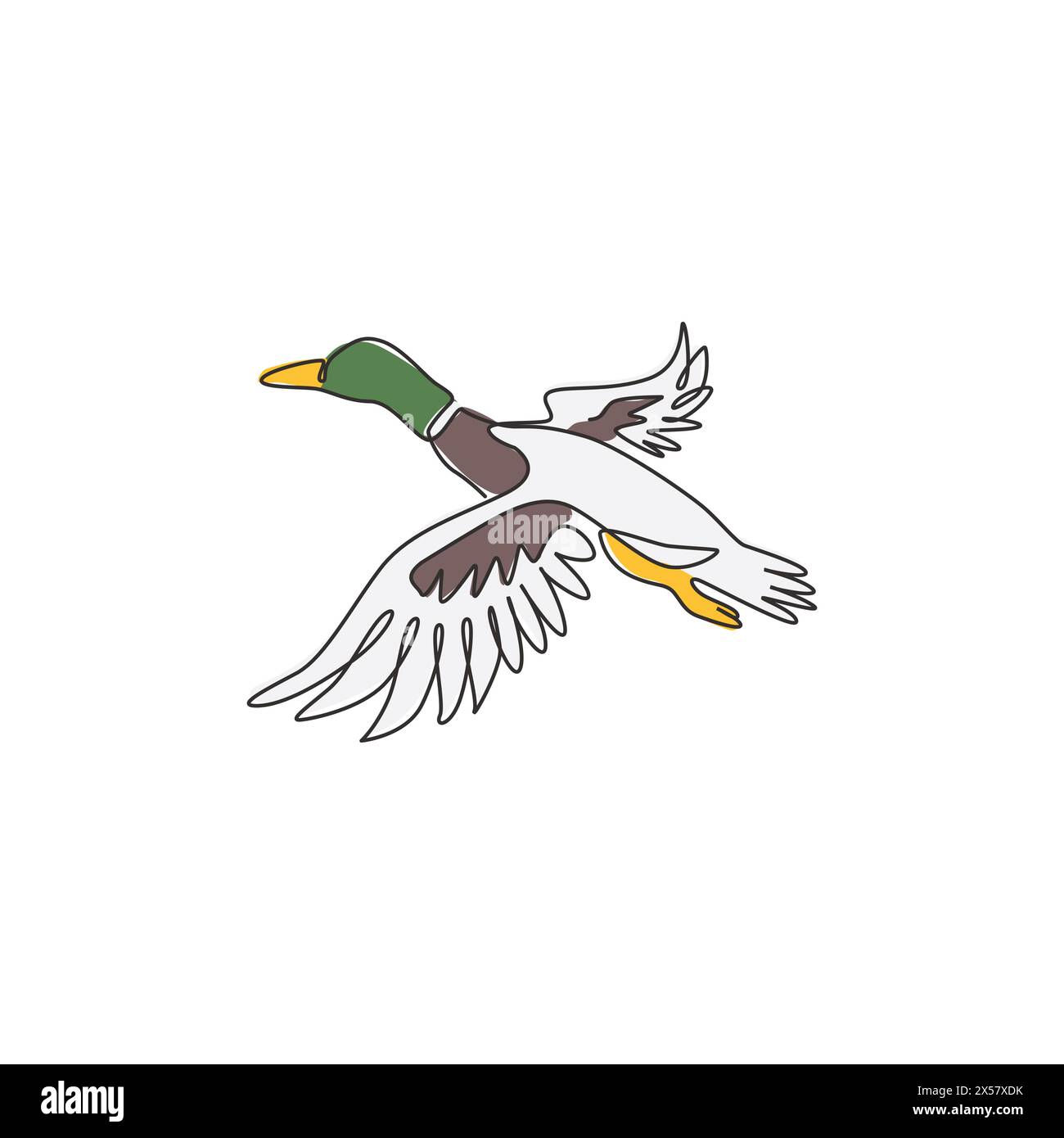 Canard colvert anas platyrhynchos Banque d'images vectorielles - Alamy