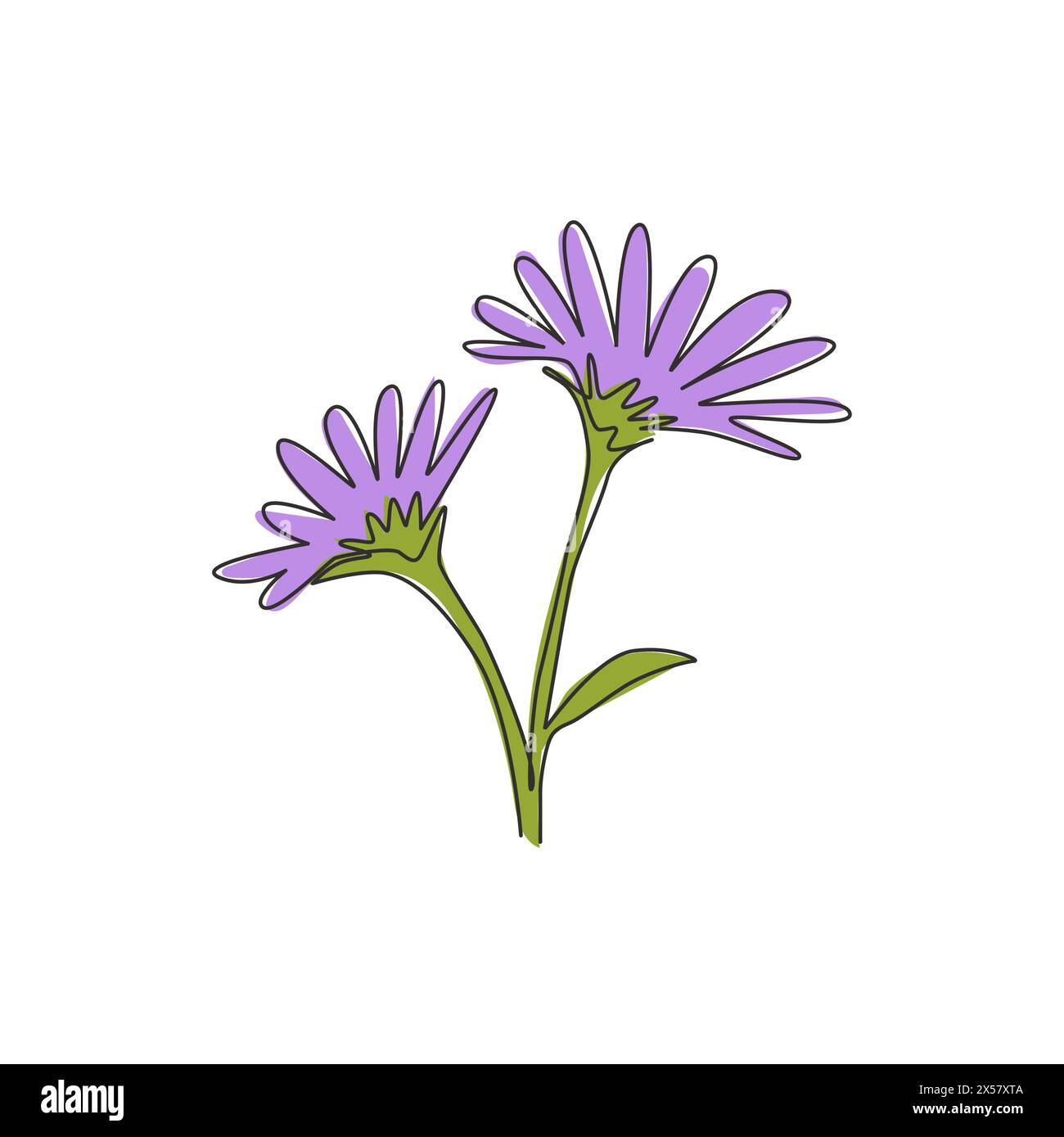 Dessin de ligne continue simple de plante vivace fraîche de beauté pour affiche d'art mural de décoration à la maison. Fleur décorative imprimable d'aster pour invitatio de mariage Illustration de Vecteur