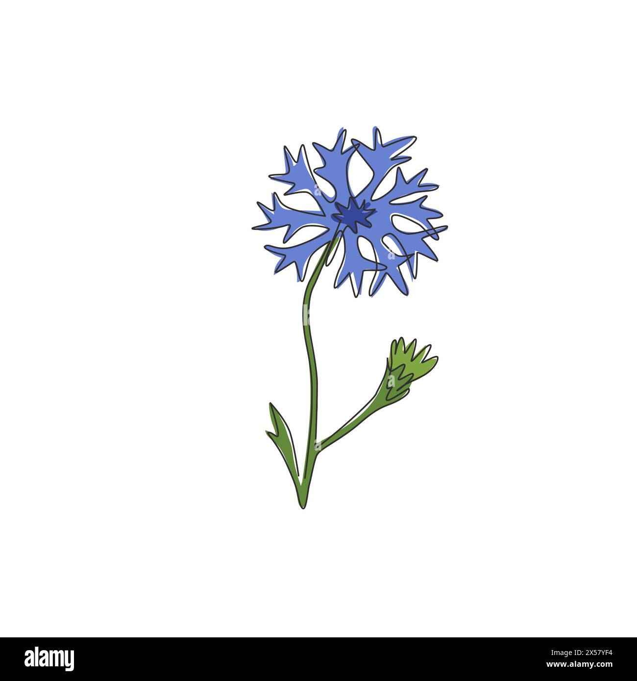 Un dessin en ligne continue de beauté Fresh centaurea cyanus pour décoration d'intérieur et affiche d'art mural. Concept décoratif de bleuet pour carte d'invitation. Illustration de Vecteur