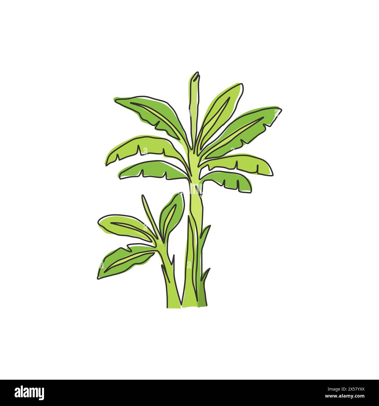Un dessin en ligne continue de beauté et de bananier frais. Concept de plante de banane décorative pour la société de plantation. Culture agricole. Tendance s Illustration de Vecteur