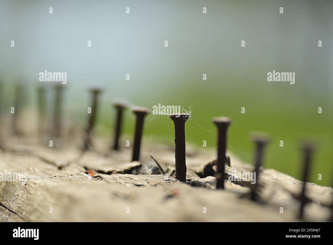 Vue rapprochée d'une pièce de bois altérée, qui abrite de nombreux clous rouillés de différentes tailles conduits à mi-chemin, mise au point sélective dans le dos flou Banque D'Images