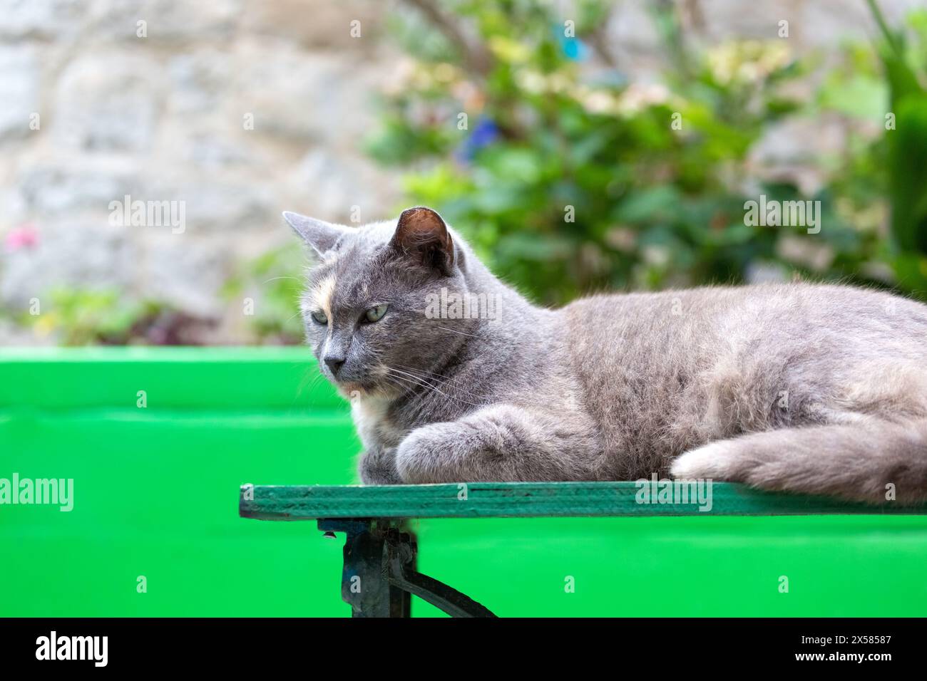 Chat en écaille de tortue argenté allongé sur un banc vert dans la vieille ville de Dubrovnik, Croatie. Banque D'Images