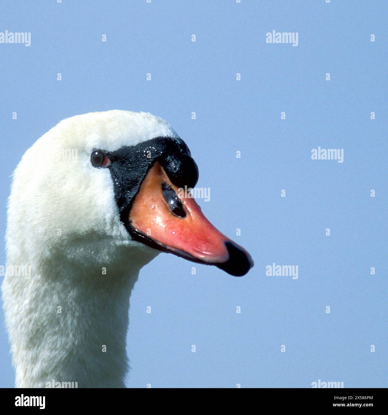Portrait de Cygne blanc ( Cygnus olor), Chiemsee, haute-Bavière, Allemagne, Europe, Banque D'Images