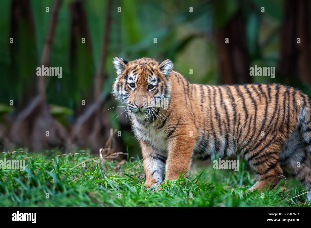 Petit tigre dans la nature. Animal dans l'herbe verte. Chat sauvage dans l'habitat naturel Banque D'Images