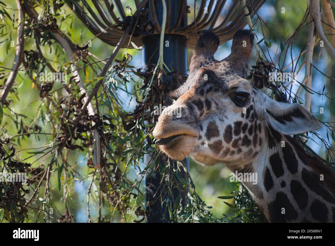 Amusant et intéressant gros plan de girafe avec sa bouche un trou .. Détail fin de son cou supérieur, visage, oeil, oreilles, ainsi que ses motifs aléatoires de beauté. Banque D'Images