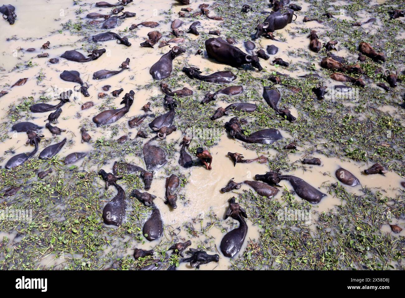 Büffel Haltung au Bangladesh Buffalo entreprise sur une île fluviale située sur la rivière Jamuna à Bogra Bangladesh le 08 mai 2024. Récemment, l'élevage du bétail est devenu un secteur commercialement viable au Bangladesh. Les entrepreneurs locaux s’intéressent maintenant à l’élevage depuis la décennie des années 90 du siècle dernier. Bogra Bogura District Bangladesh Copyright : xHabiburxRahmanx Banque D'Images