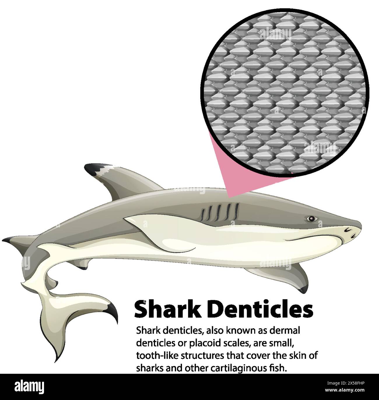 Illustration montrant des denticules de peau de requin et de peau agrandie Illustration de Vecteur