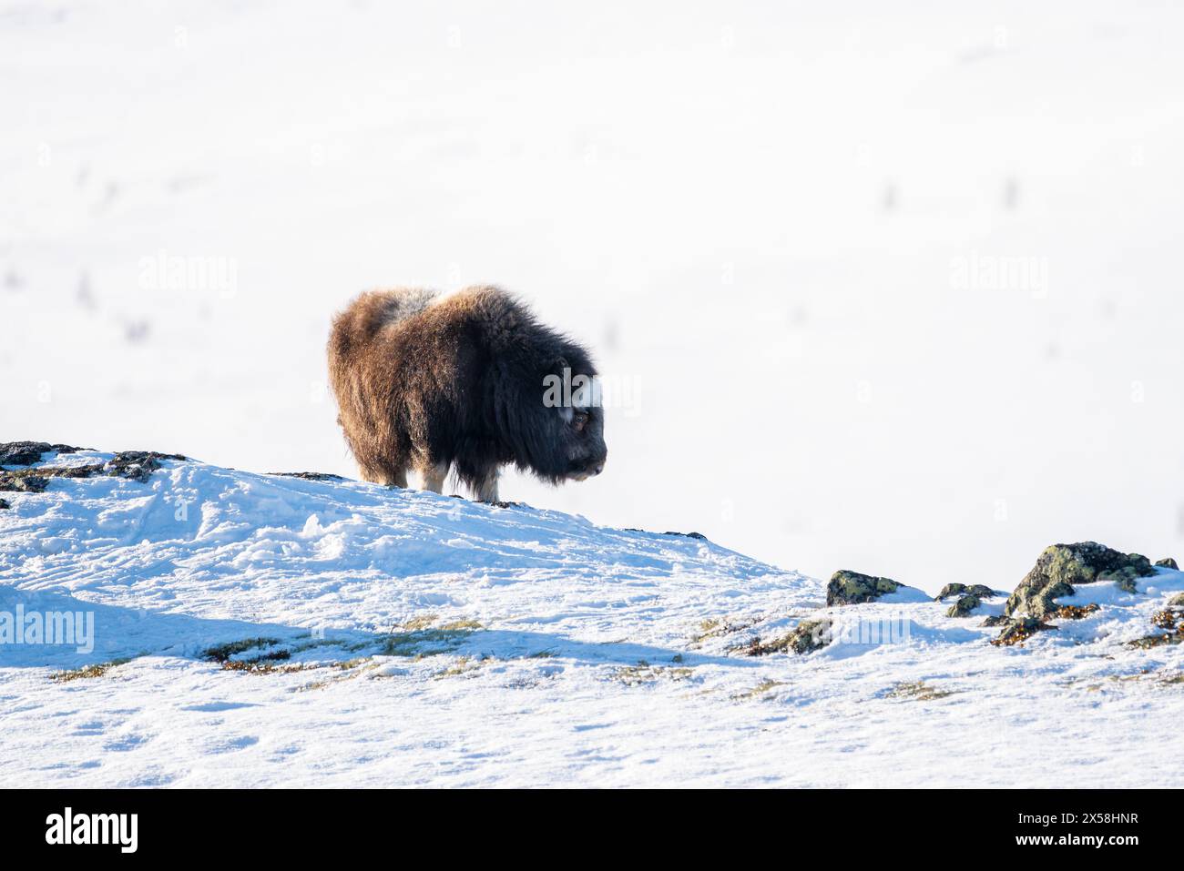 Beau portrait d'un bébé bœuf musqué avec les premiers rayons du soleil couchant dans un paysage majestueux et idyllique en Norvège, avec des montagnes enneigées et des s. Banque D'Images