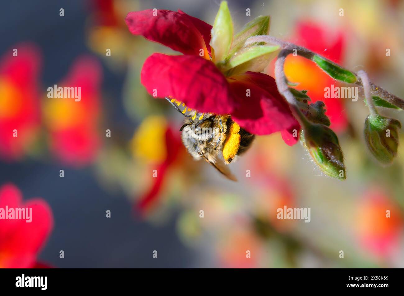 Abeille collectant le pollen d'une fleur de cerisier Banque D'Images