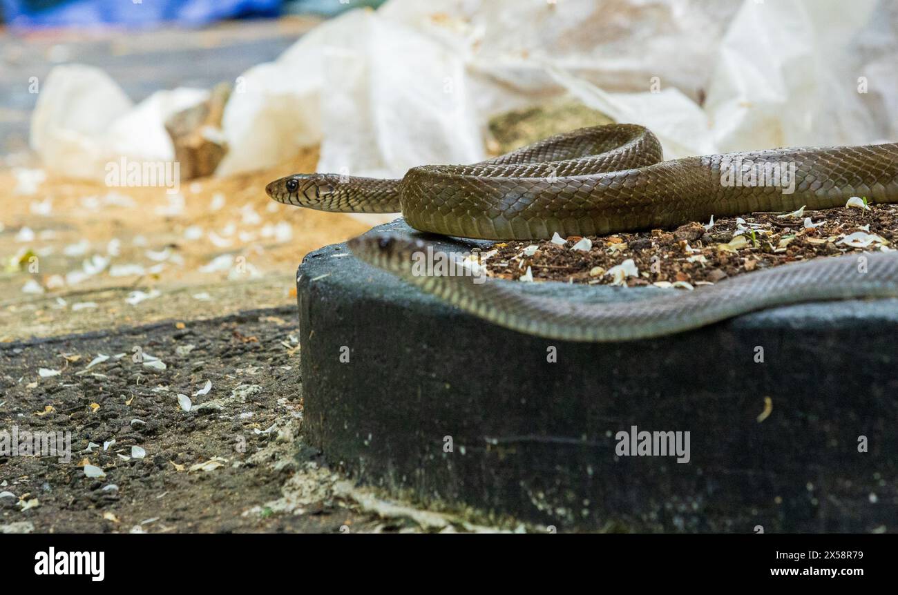 Suburban serpents, Un aperçu unique des rituels d'accouplement des serpents rats Banque D'Images