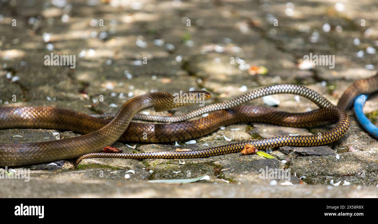 The Gardens secret Romance, serpents rats s'accouplant au milieu de la verdure Banque D'Images