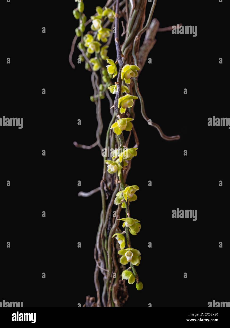 Vue rapprochée d'espèces d'orchidées épiphytes chiloschista viridiflava sans feuilles avec de minuscules fleurs jaunes et blanches isolées sur fond noir Banque D'Images