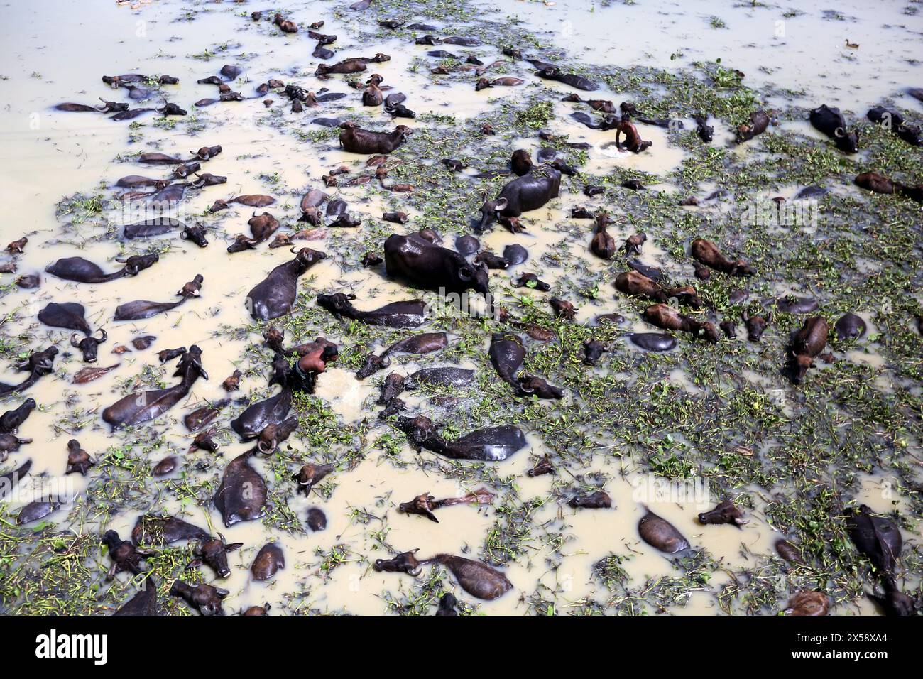 Buffalo Firm sur une île fluviale située sur la rivière Jamuna à Bogra Bangladesh le 07 mai 2024. Récemment, l'élevage du bétail est devenu une viable commerciale Banque D'Images