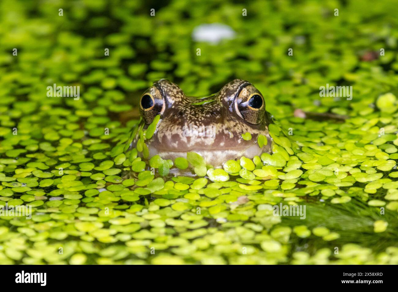 Grenouille commune, Rana temporaria, étang de jardin, Sussex, Royaume-Uni Banque D'Images