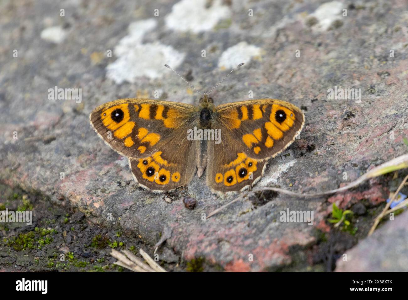 Papillon mural, Lasiommata megera sur un chemin de jardin dans le Sussex, Royaume-Uni Banque D'Images