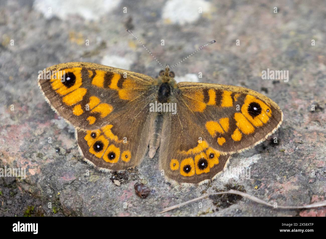Papillon mural, Lasiommata megera sur un chemin de jardin dans le Sussex, Royaume-Uni Banque D'Images