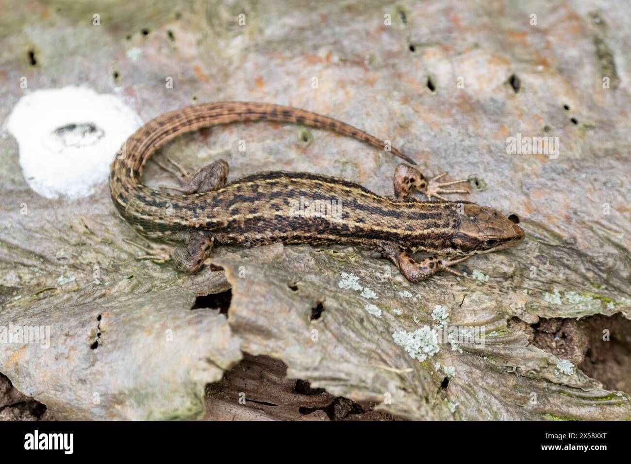 Un lézard commun, Zootoca vivipara se prélassant sur une bûche. Sussex, Royaume-Uni Banque D'Images