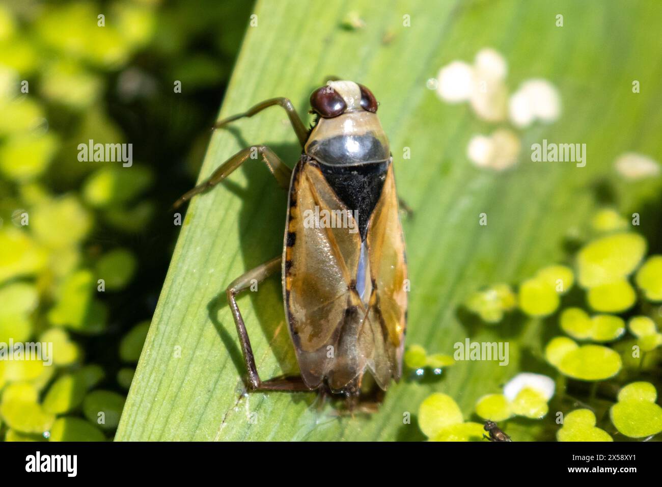 La nageuse commune, Notonecta glauca, insecte aquatique, s'est retrouvée à se nettoyer dans un étang de jardin. Sussex, Royaume-Uni Banque D'Images