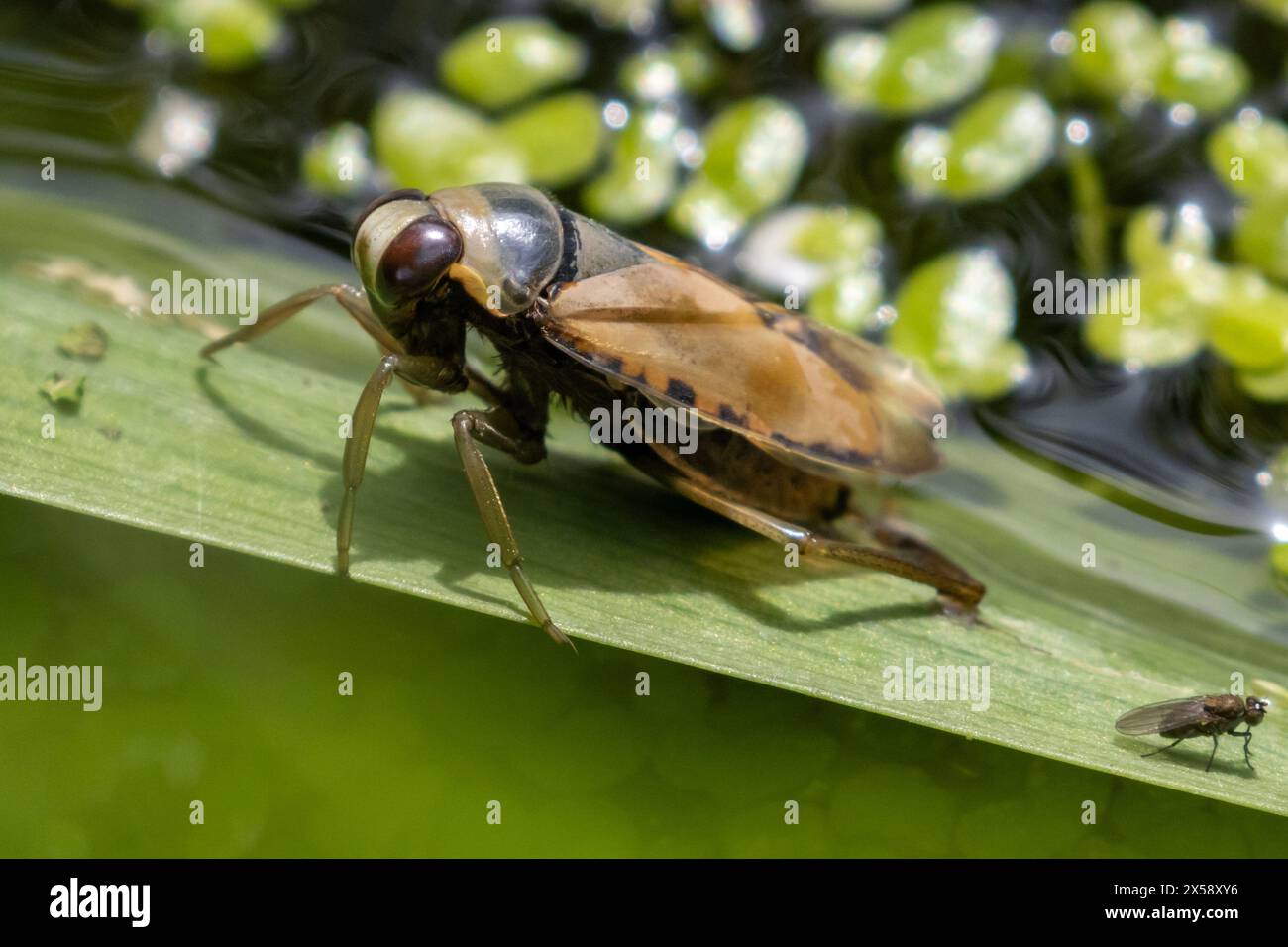 La nageuse commune, Notonecta glauca, insecte aquatique, s'est retrouvée à se nettoyer dans un étang de jardin. Sussex, Royaume-Uni Banque D'Images