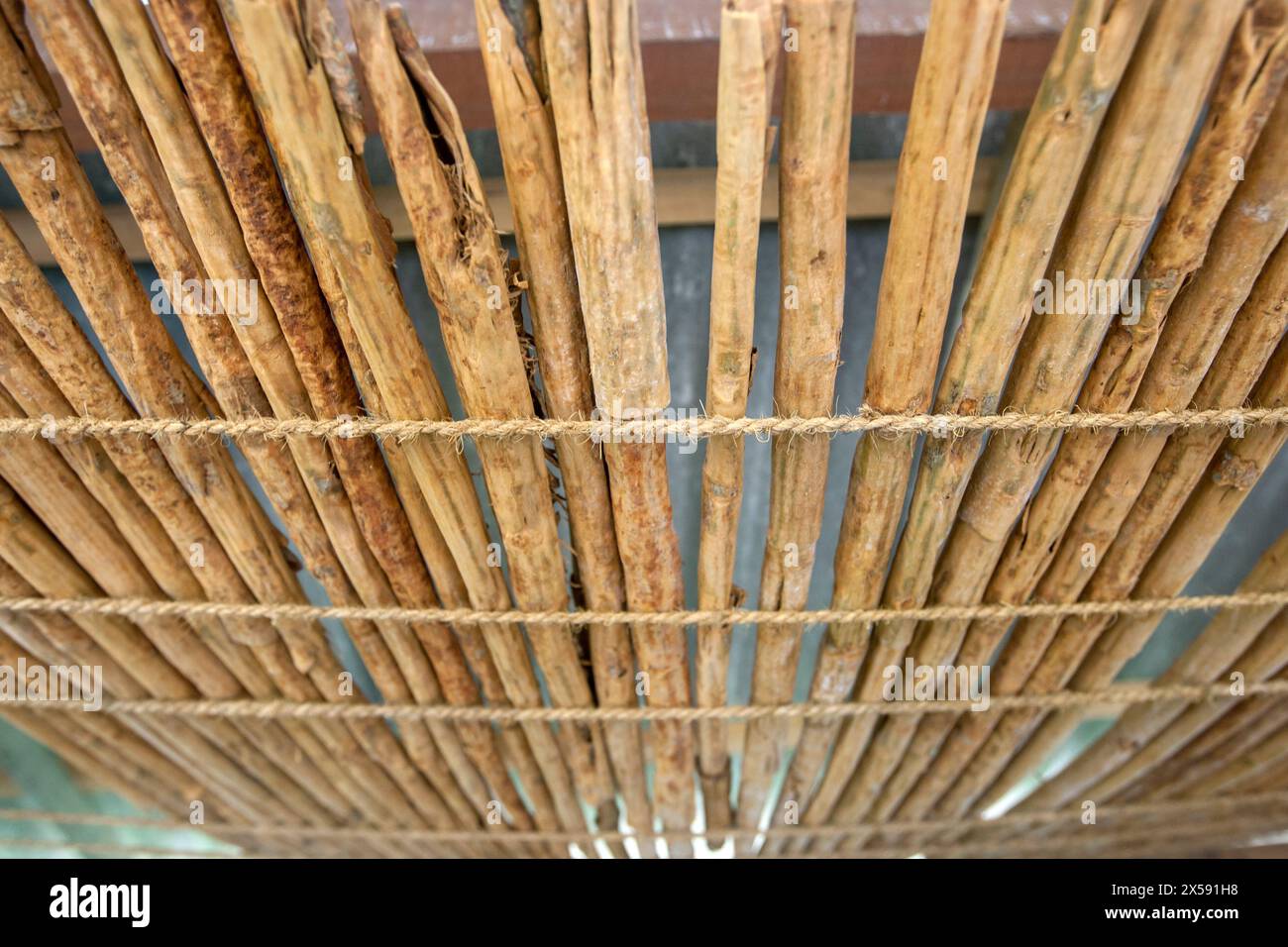 Les piquants de cannelle (genre Cinnamomum) séchant sur des cordes sous un toit à Balapitiya dans le sud du Sri Lanka. Banque D'Images