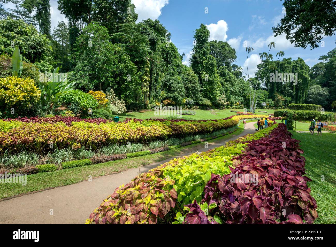 La frontière de Coleus dans le jardin de fleurs près de la maison d'orchidées au Royal Botanical Gardens à Peradeniya près de Kandy au Sri Lanka. Banque D'Images