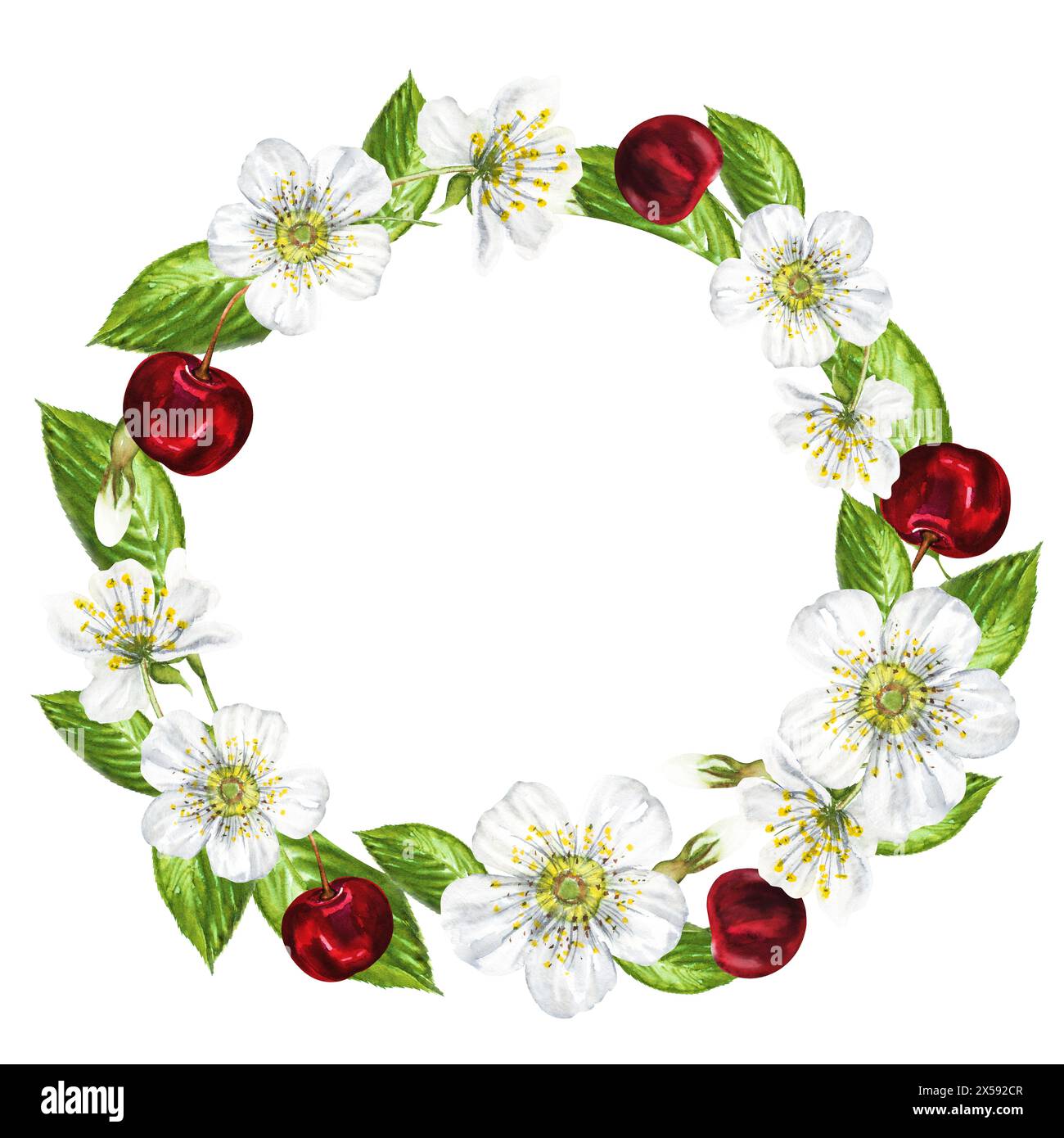Cadre aquarelle de fleurs blanches et de cerises. Beau cadre avec des fleurs de cerisier, cerises, feuilles, dessiné à la main. Banque D'Images