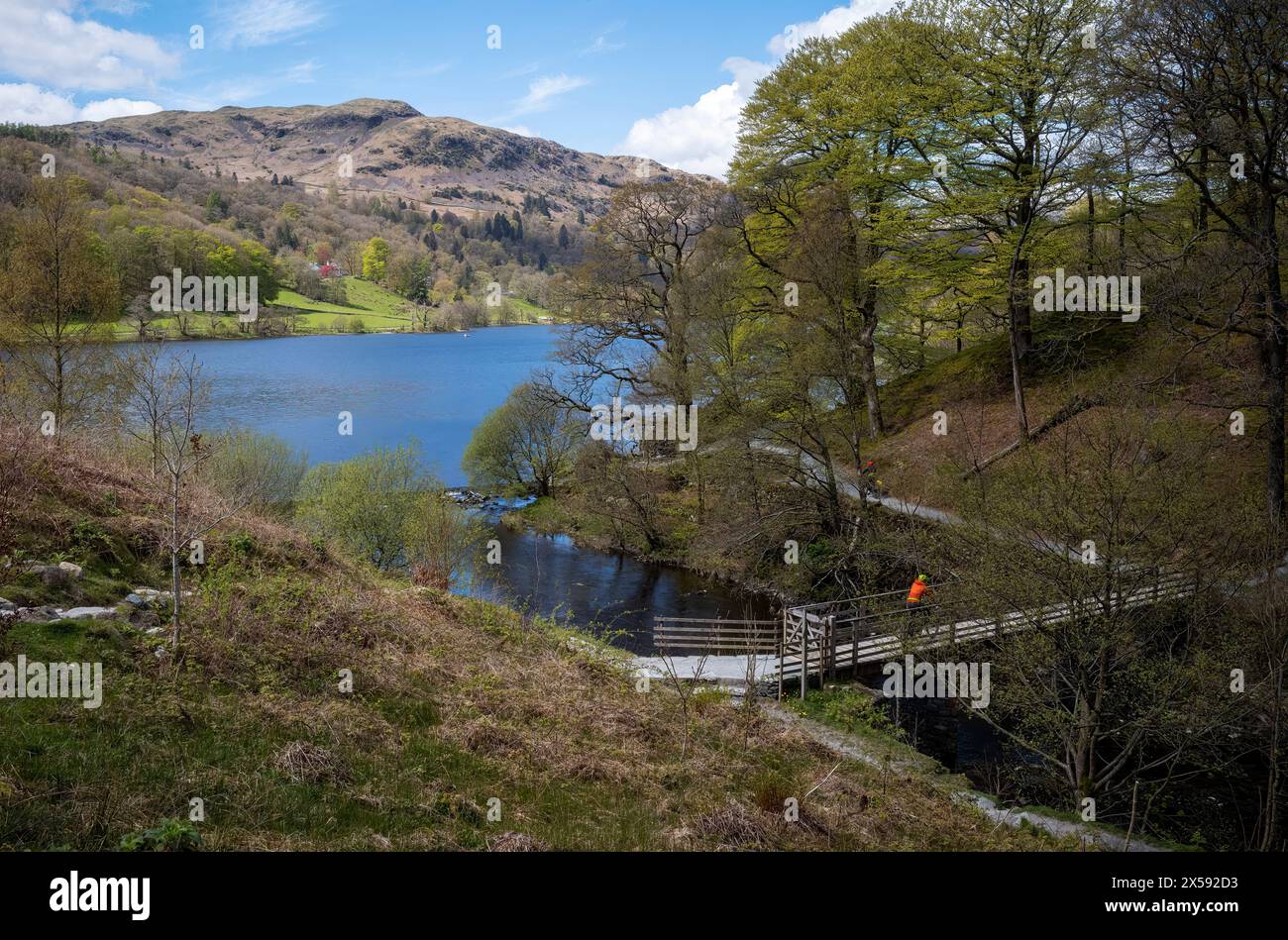 Un cycliste printanier traversant la passerelle sur la rivière Rathay, Grasmere, Lake District National Park, Cumbria, Royaume-Uni Banque D'Images