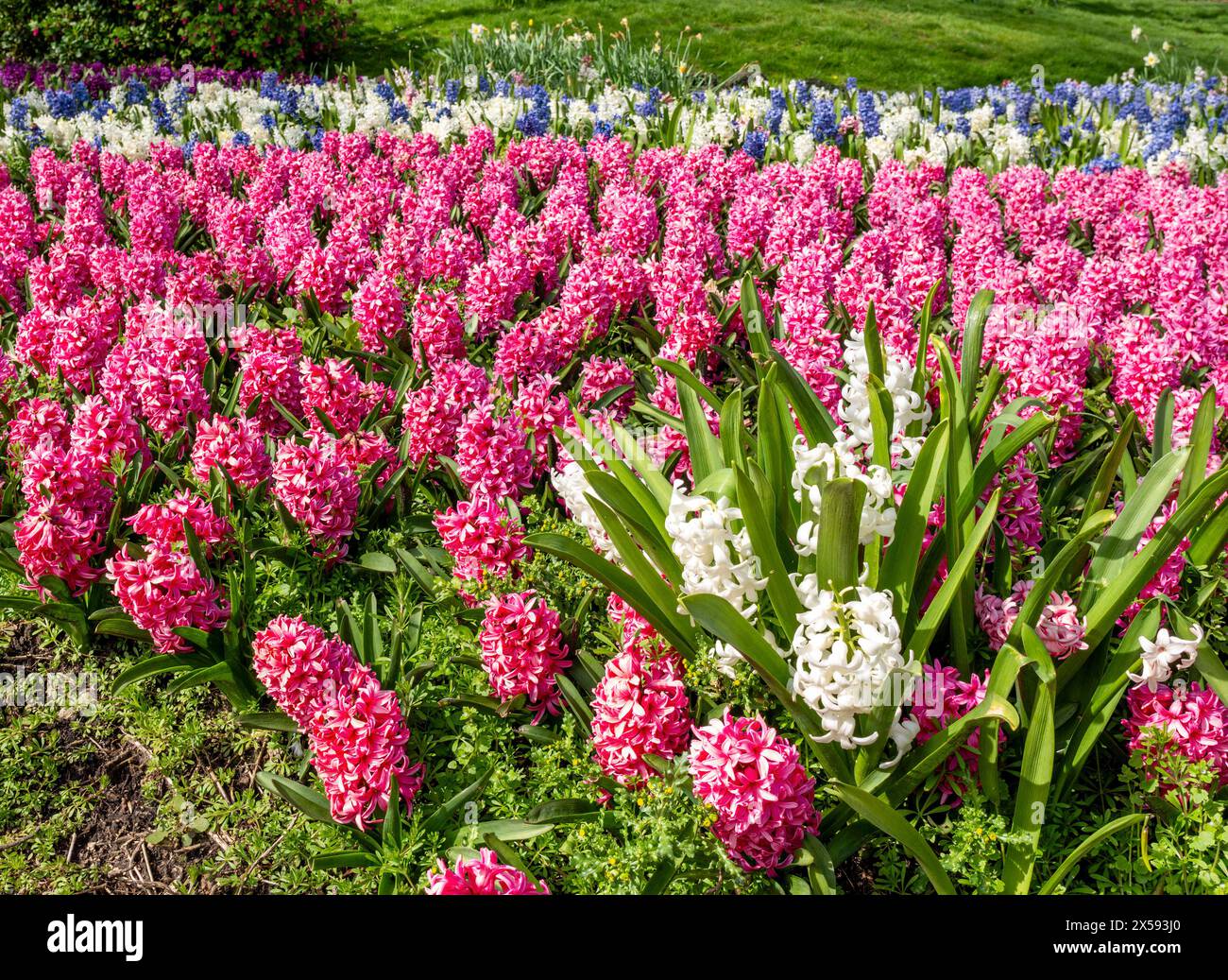 Un lit de fleurs parfumées de jacinthe rose dans le Lancashire, Royaume-Uni Banque D'Images