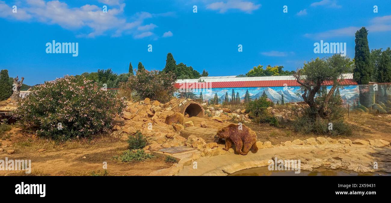 Ours majestueux errant librement dans Attica Zoo, Athènes, Grèce, un symbole de la nature sauvage au milieu de l'urbanité. Banque D'Images
