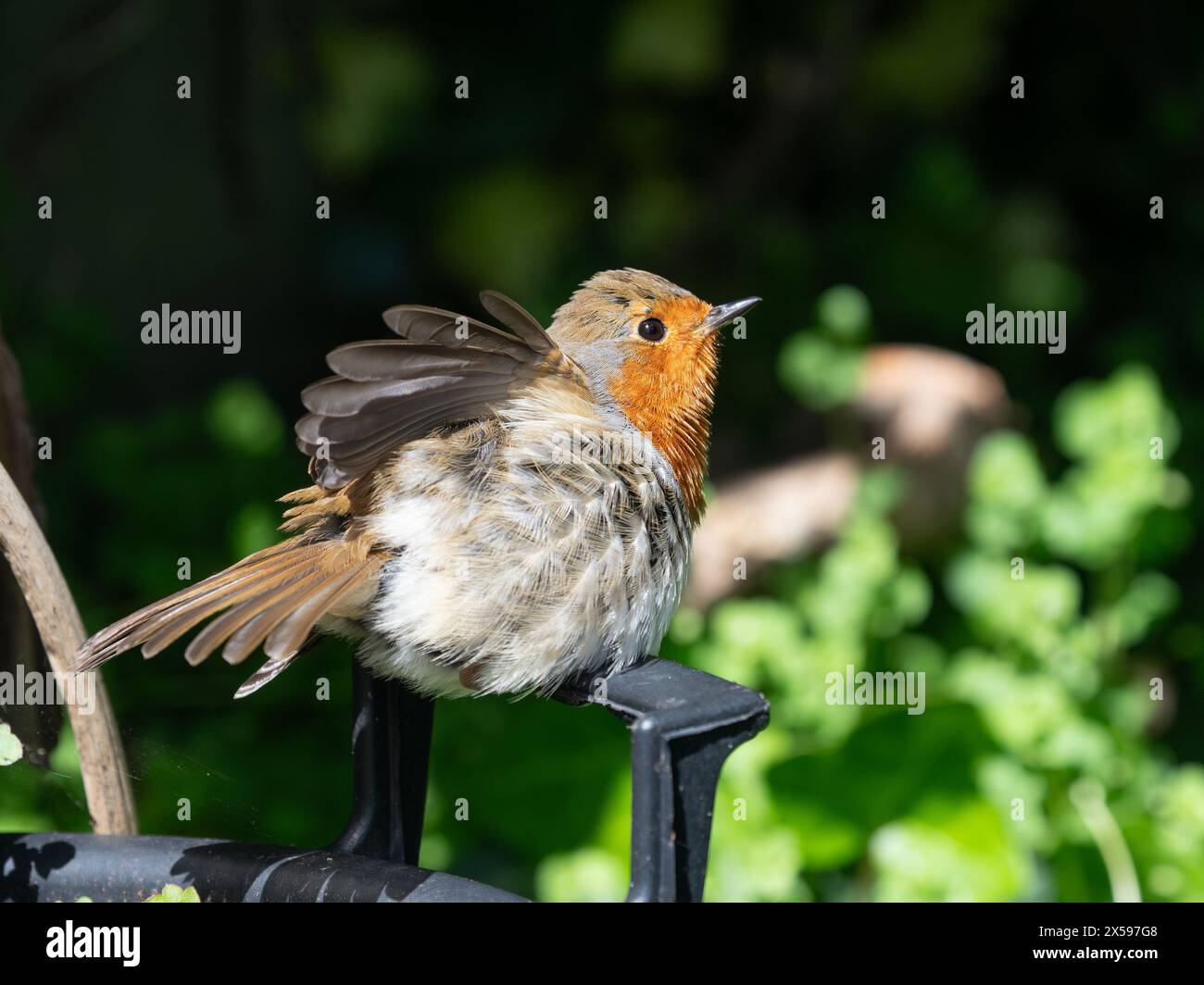 robin européen, Erithacus rubecula, comportement de préparation et de bronzage dans un jardin de printemps britannique Banque D'Images