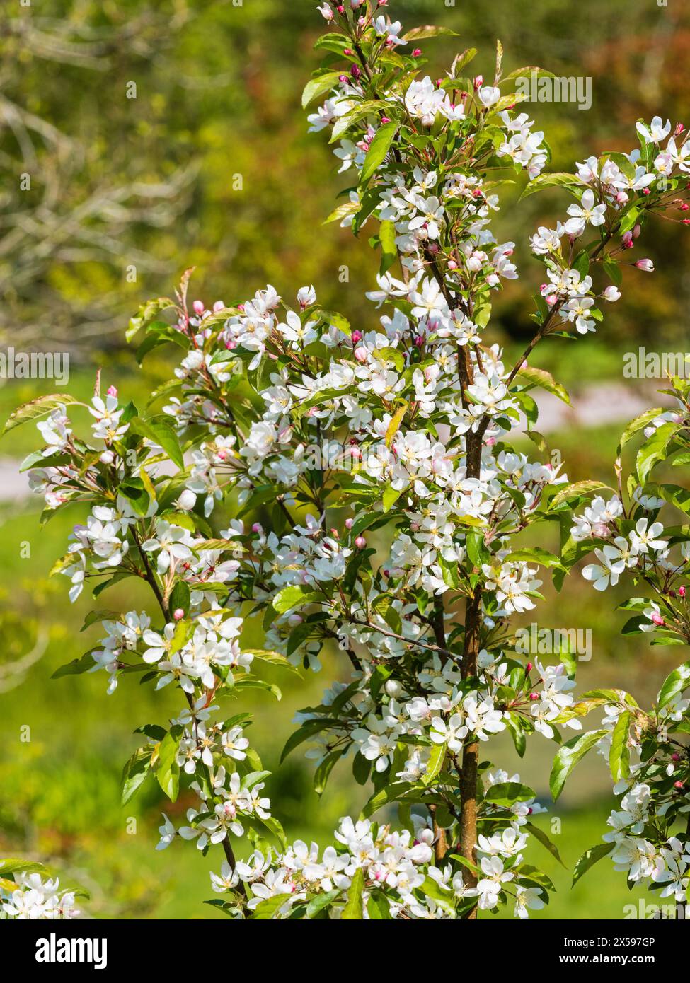 Fleur printanière blanche du pommier crabe rustique, Malus 'Comtessa de Paris' Banque D'Images