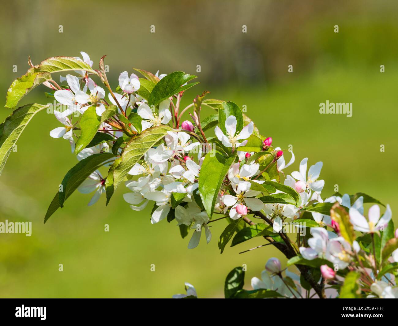 Fleur printanière blanche du pommier crabe rustique, Malus 'Comtessa de Paris' Banque D'Images