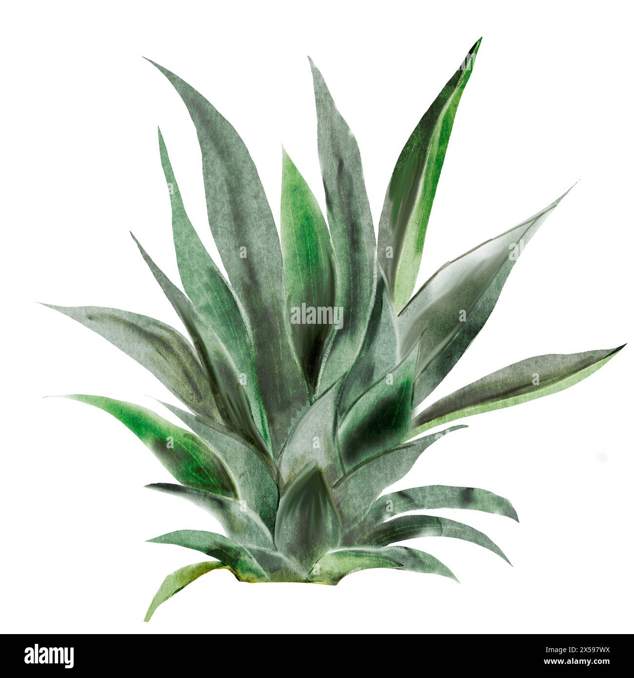 Aquarelle de feuilles tropicales. Buisson d'ananas exotique sur fond blanc isolé. Clip art de plante verte. Illustration botanique. Pour la conception de Banque D'Images