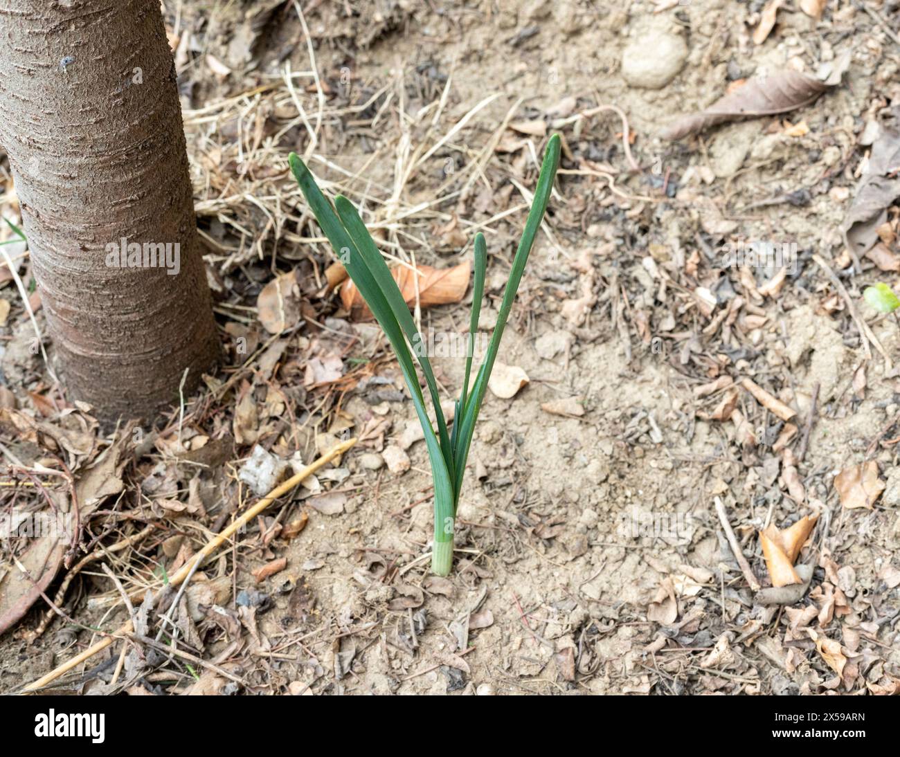 Les jonquilles à bulbe à fleurs printanières ont germé au début du printemps dans le jardin Banque D'Images Les jonquilles à bulbe à fleurs printanières ont germé au début du printemps dans le jardin Banque D'Images