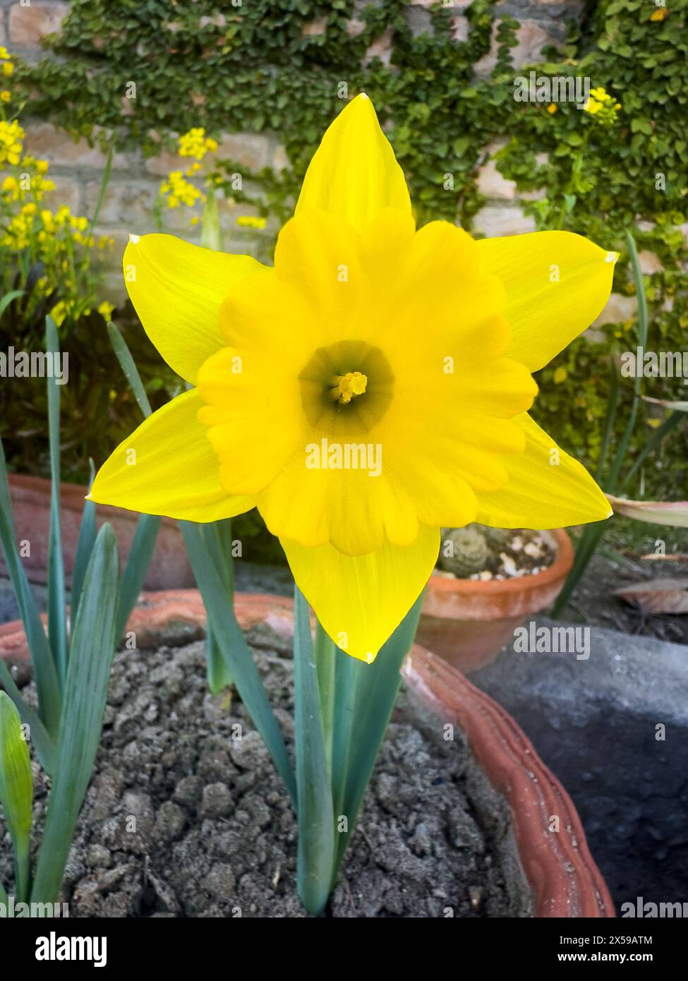 Jonquille maître hollandais trompette jaune floraison au printemps Banque D'Images