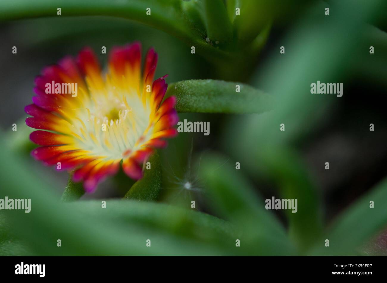 Wheels of Wonder fleur poussant dans le jardin de la maison Banque D'Images