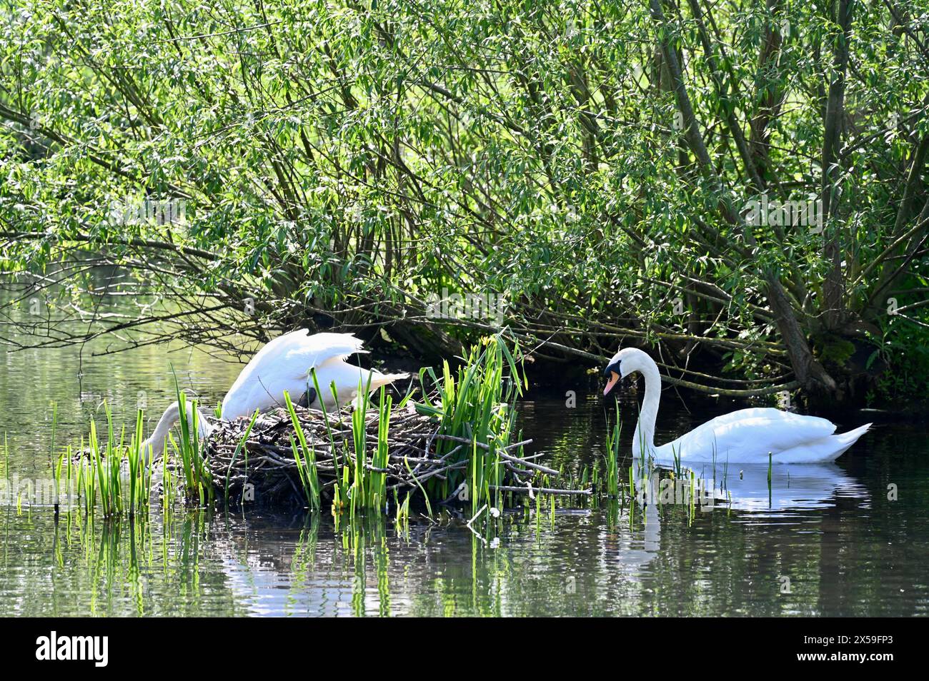 Nidification des cygnes, River Cray, Foots Cray Meadows nature Reserve, Sidcup, Kent. ROYAUME-UNI Banque D'Images