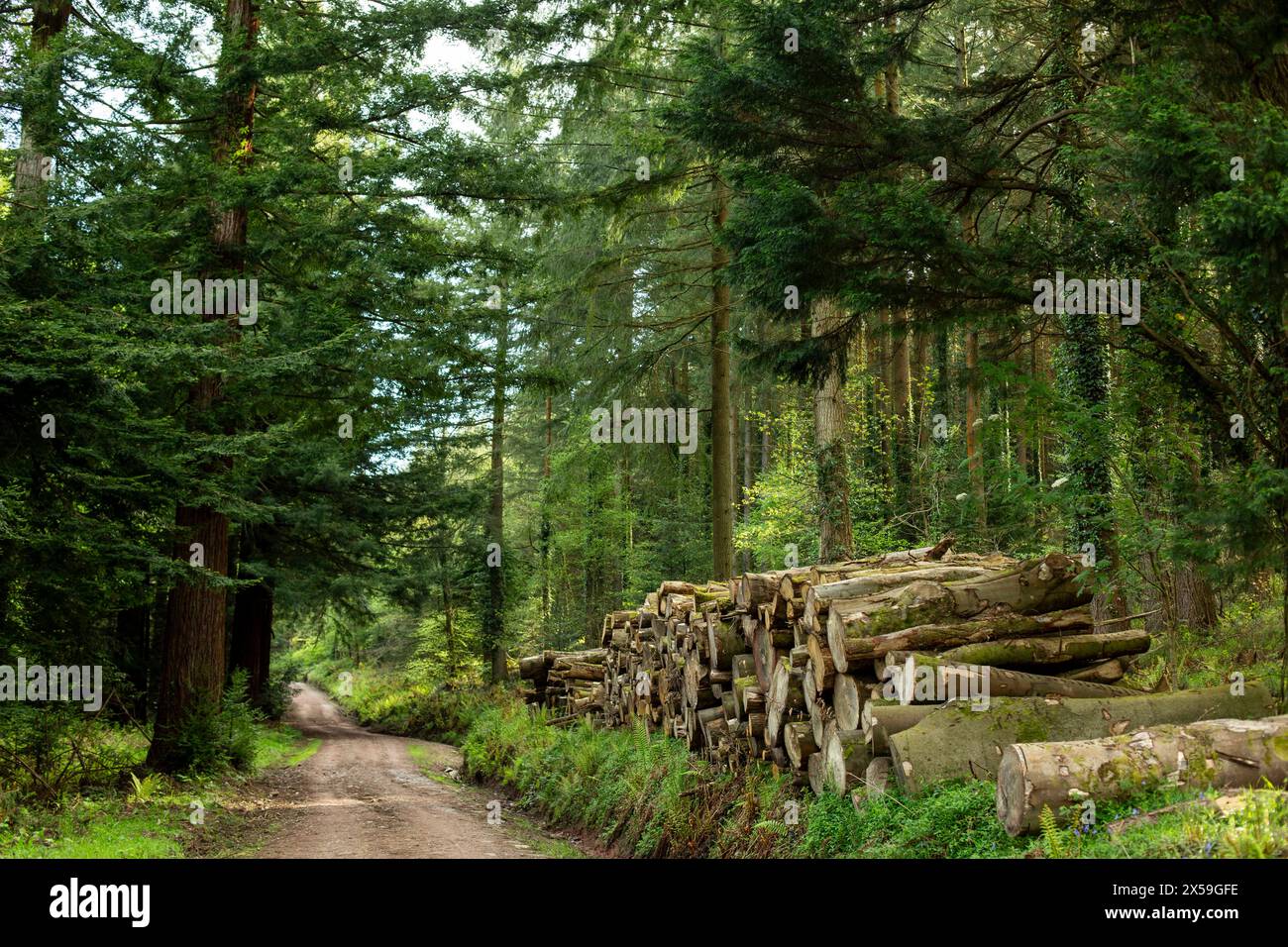 Stacks of Forestry Commission abattu du bois dans la forêt de Dean, Gloucestershire, mai 2024. Banque D'Images