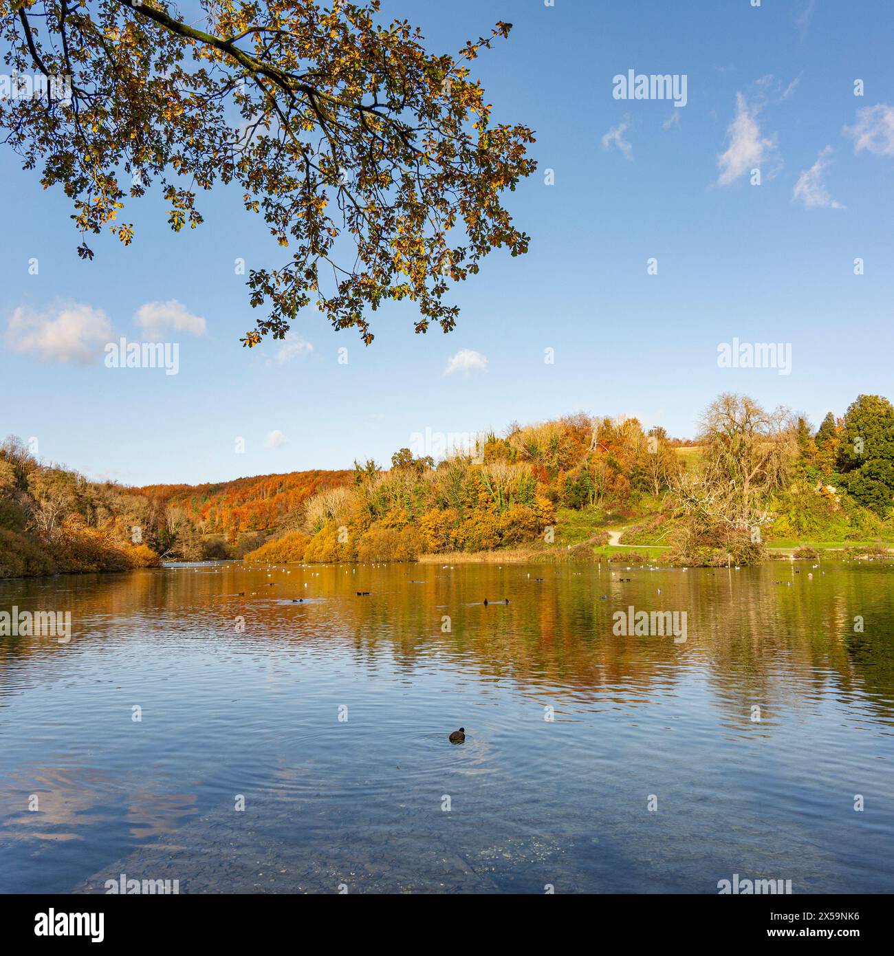 Le pittoresque et calme lac Swanbourne, Arundel, West Sussex, Royaume-Uni. Banque D'Images