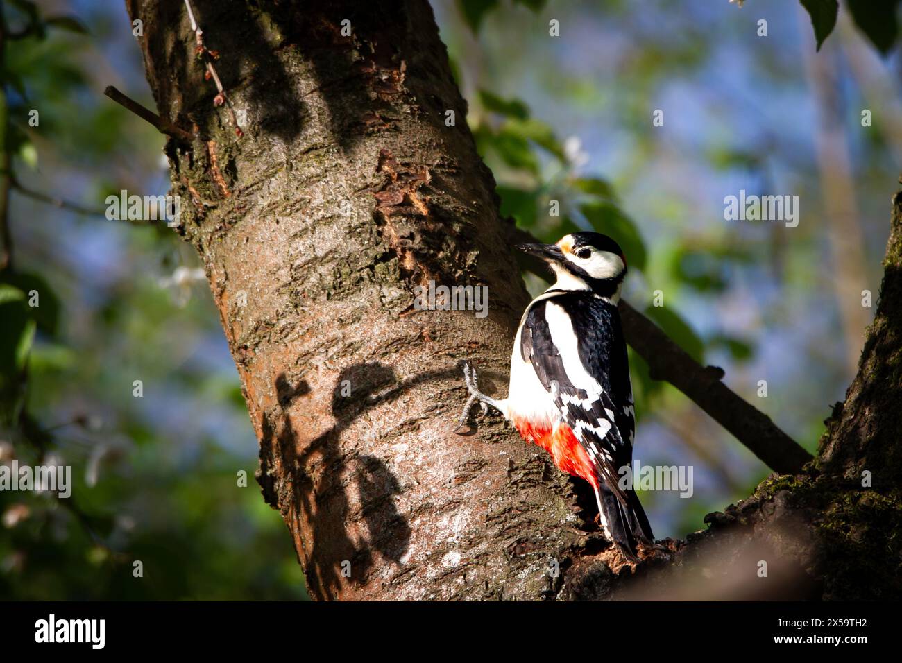 Pic-bois tacheté (Dendrocopos major) sur le cerisier au soleil. Banque D'Images
