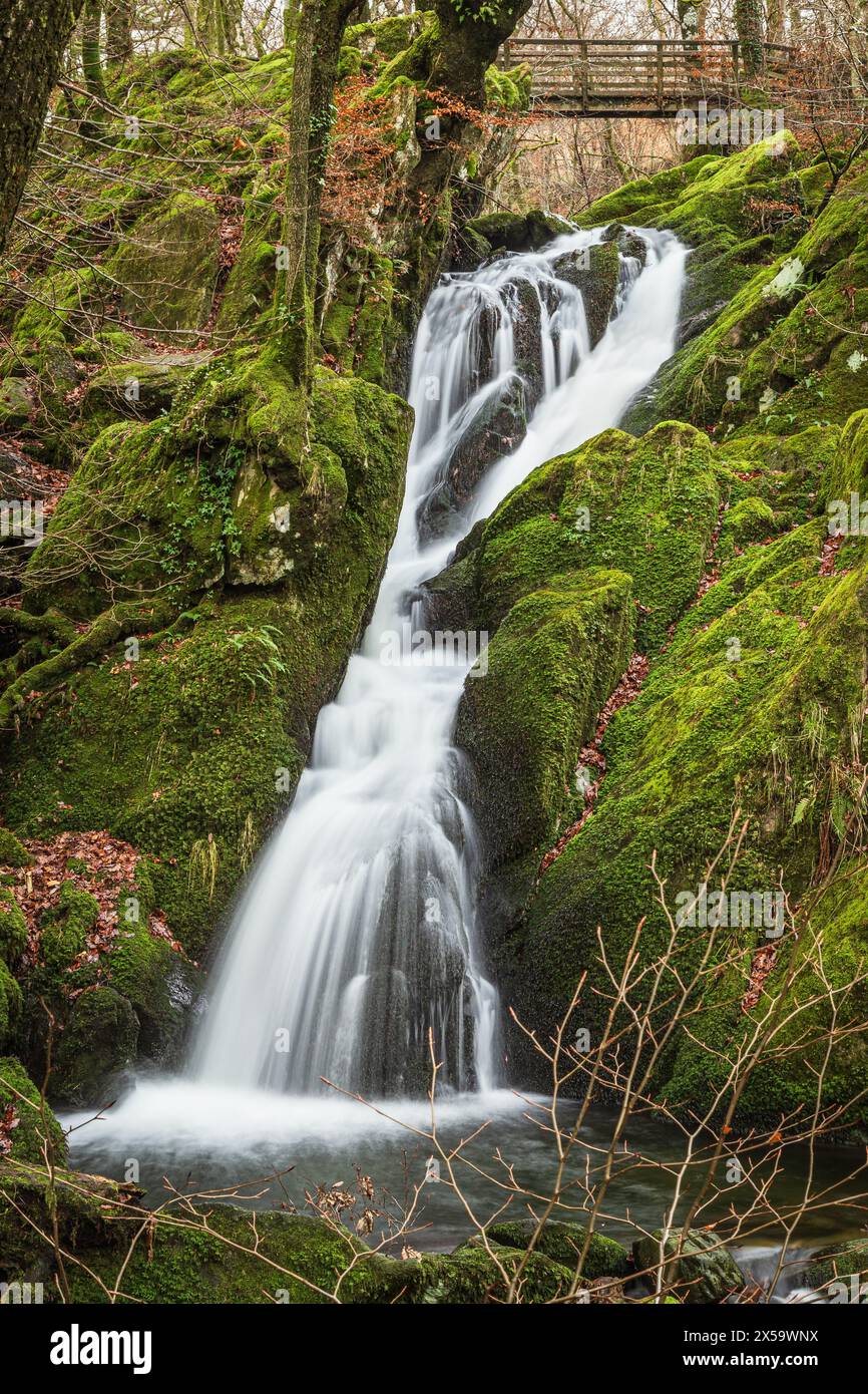 Stock Ghyll Force Cascade, près d'Ambleside, Cumbria, Angleterre. Stock Ghyll, un affluent de la rivière Rothay, traverse une série de cascades jusqu'à Banque D'Images