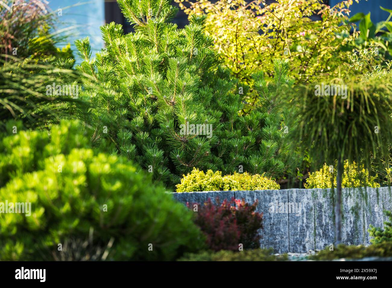 Variété de plantes de décoration dans le jardin de rocaille résidentiel. Thème aménagement paysager et jardinage. Banque D'Images