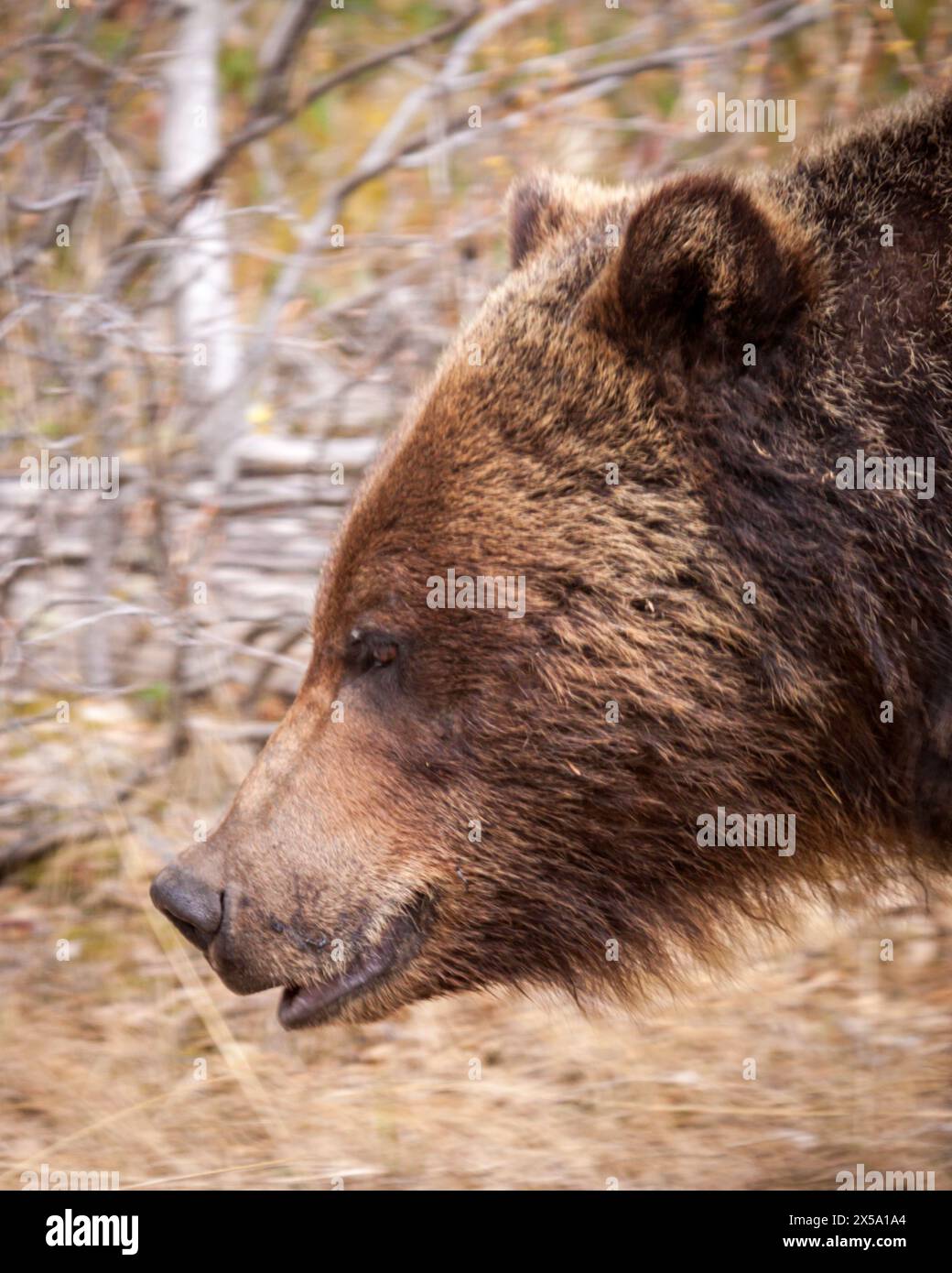 Photo de profil de Canadian Grizzly Bear Banque D'Images