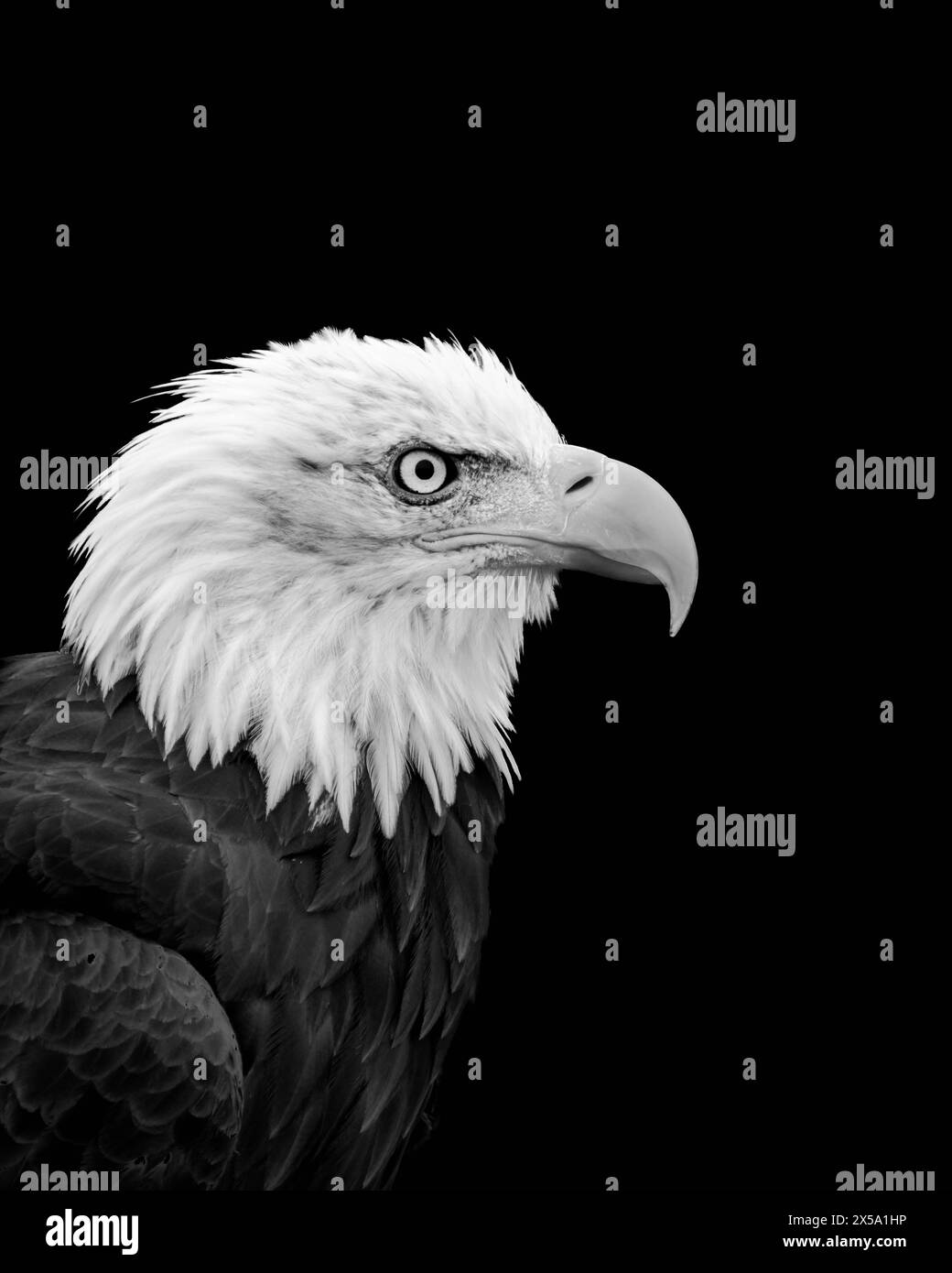 Profil d'aigle à tête blanche en noir et blanc Banque D'Images