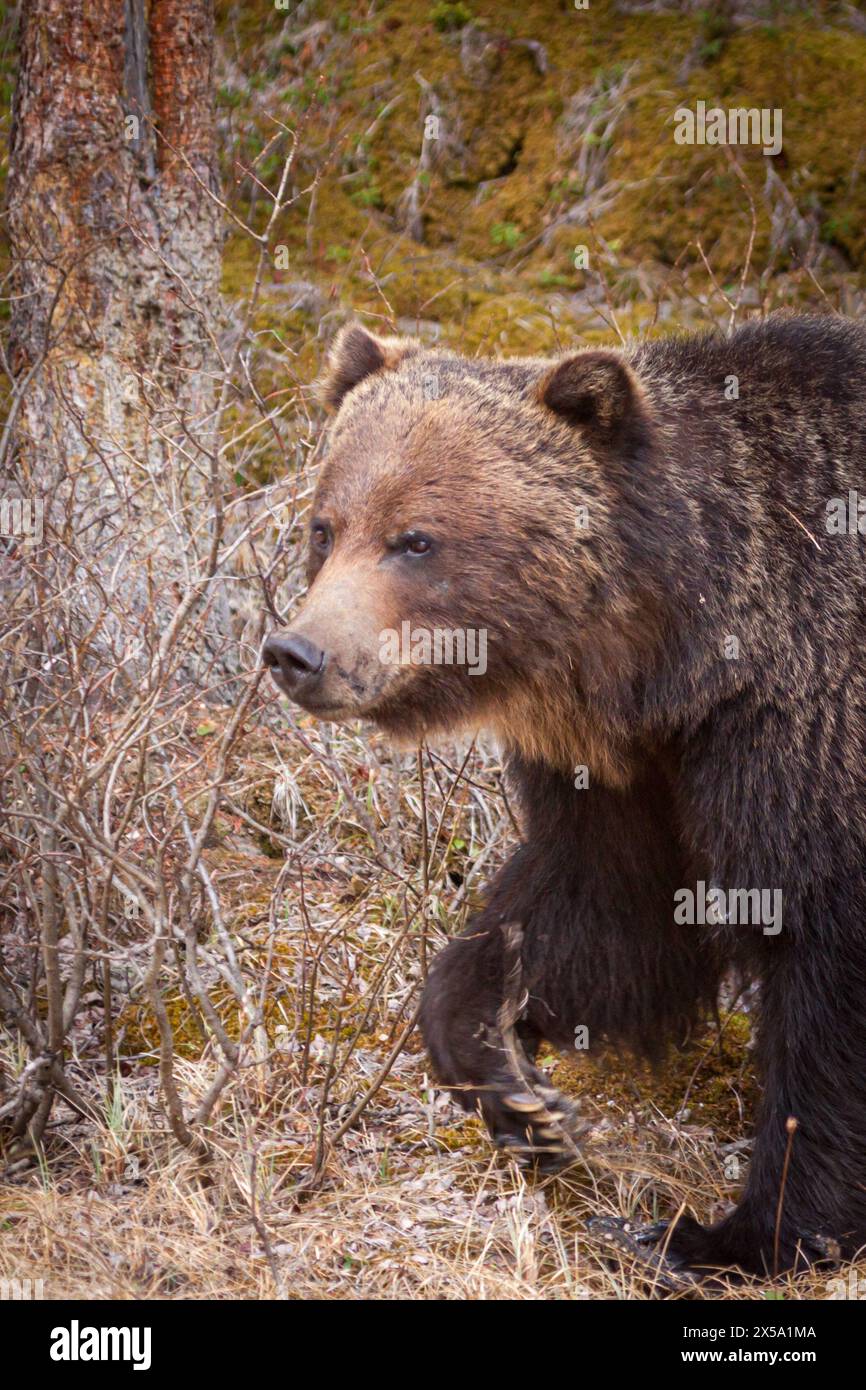Ours grizzli canadien marchant dans les bois Banque D'Images