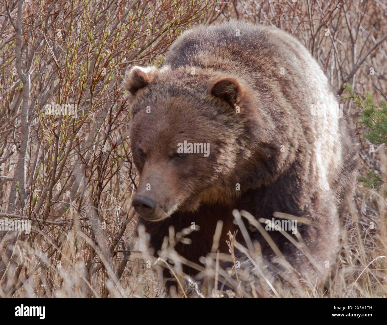 Ours grizzli canadien marchant dans l'herbe Banque D'Images